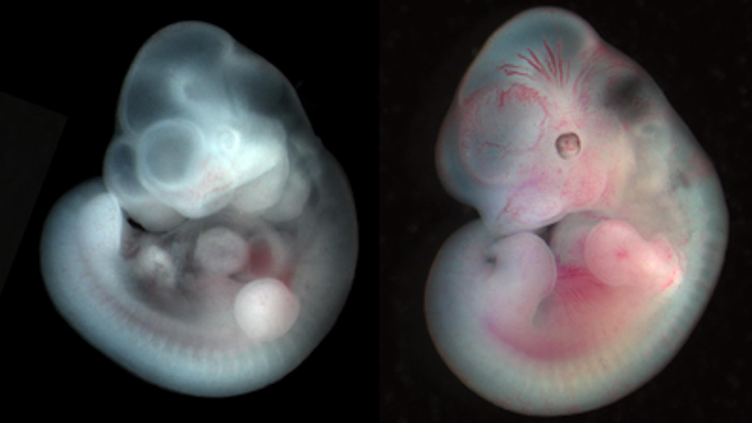 Mouse embryo developing over time