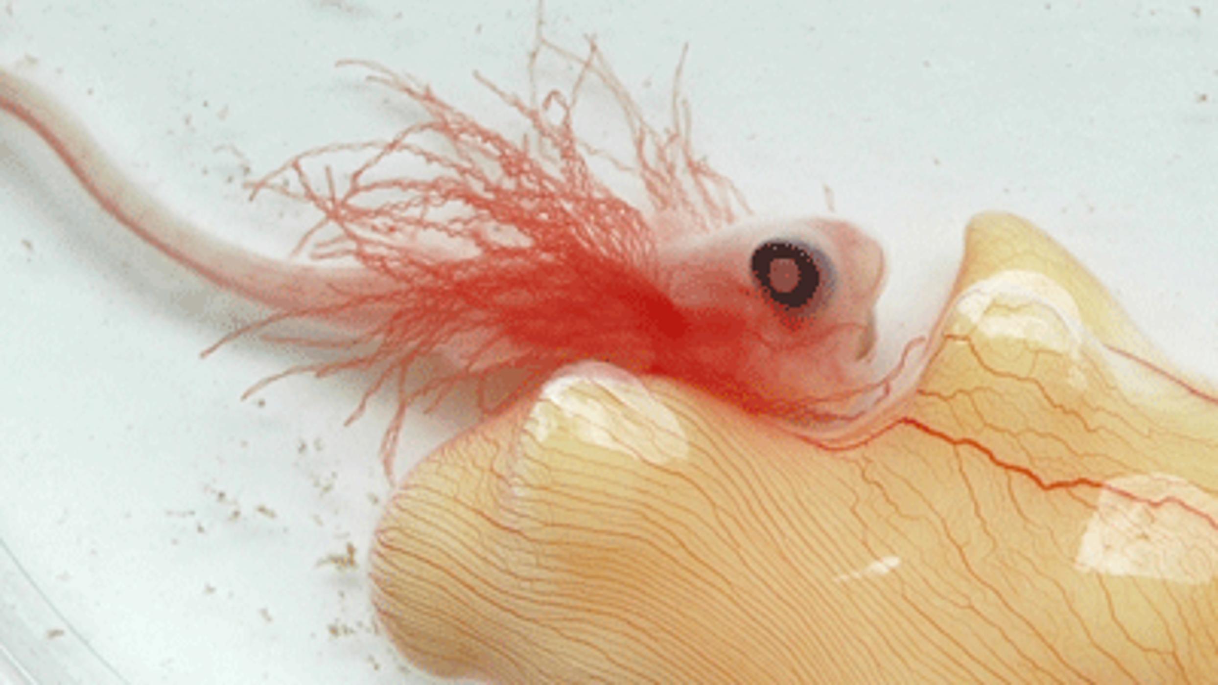 Elephant fish embryo