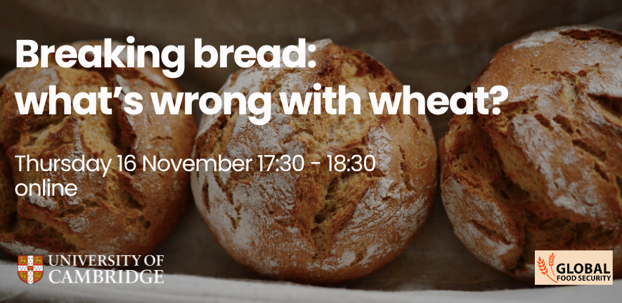 Breaking bread: what’s wrong with wheat?'s image
