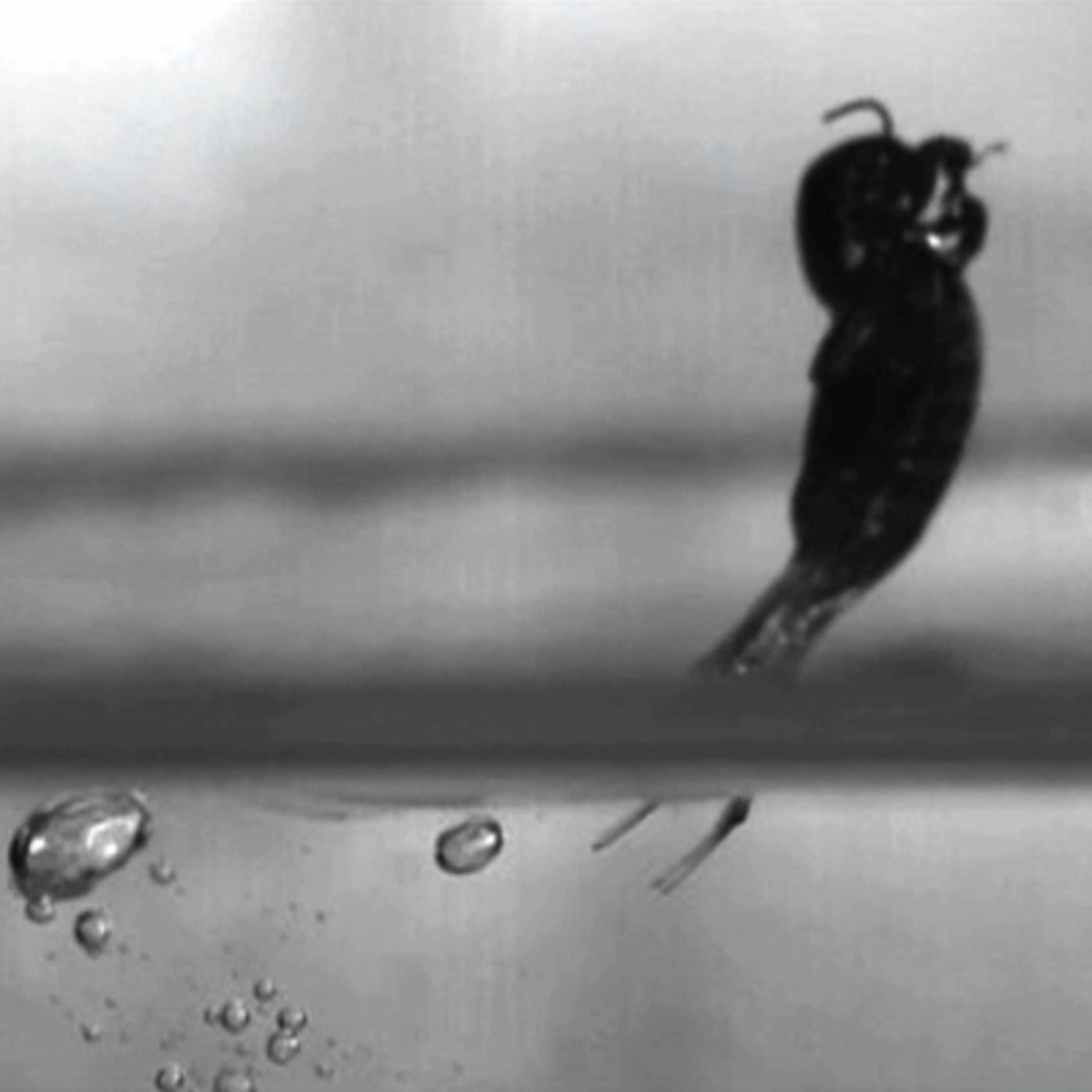 Forget walking... tiny insect jumps on water