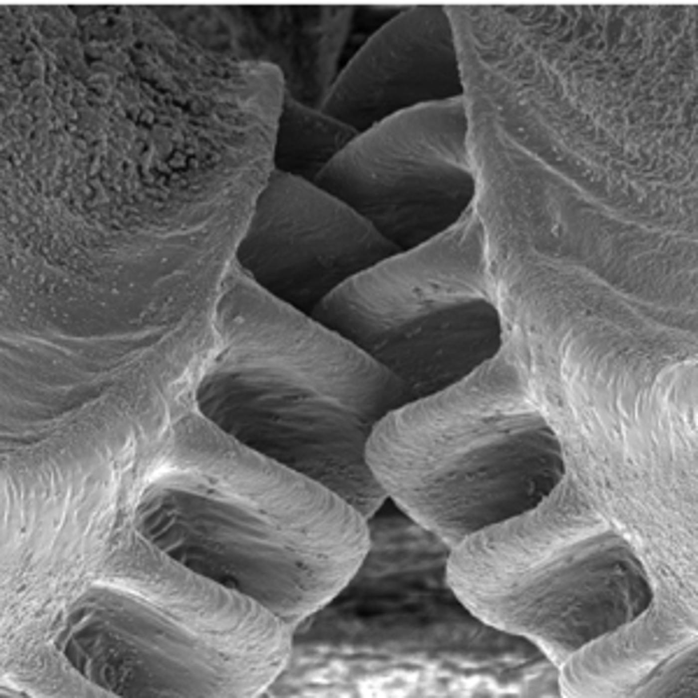Mechanical gears in jumping insects